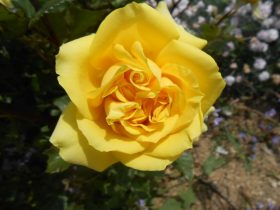 detail kvetu žltej ruže v záhrade