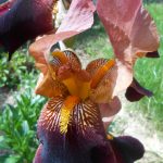 rôznofarebný kosatec v záhrade