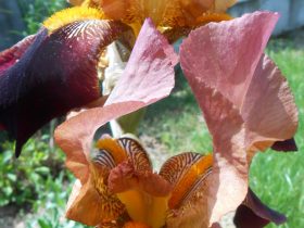 rôznofarebný kosatec v záhrade