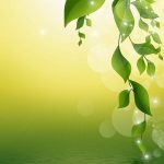 listy stromu nad vodou zelenej farby