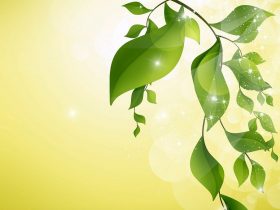 listy stromu nad vodou zelenej farby