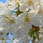 kvety hrušky na jarnom strome v slnečný deň