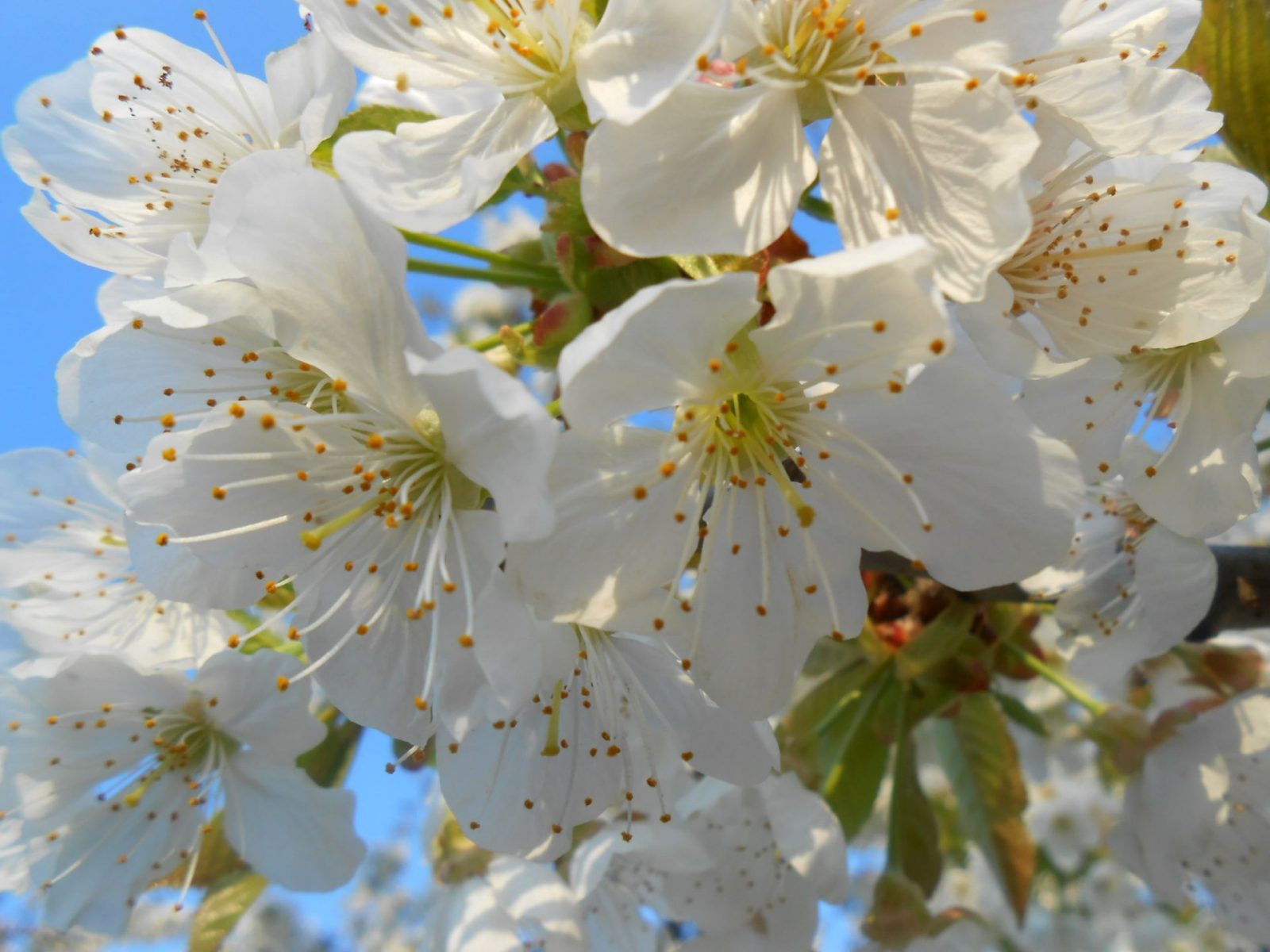 kvety hrušky na jarnom strome v slnečný deň