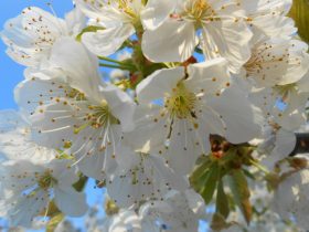 kvety hrušky na jarnom strome v slnečný deň