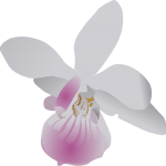 orchidea pozadie v tvare motýľa