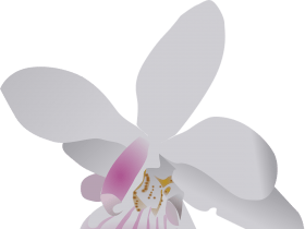 orchidea pozadie v tvare motýľa