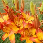 oranžové ľalie v záhrade