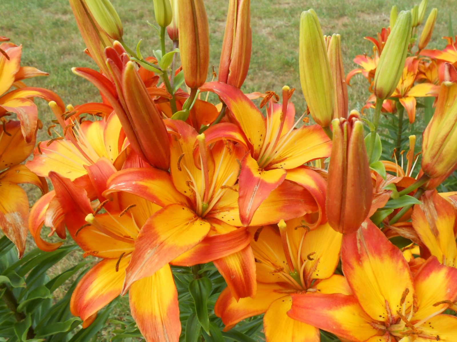 oranžové ľalie v záhrade