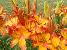 oranžové ľalie v záhrade