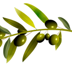 vetvička olivy pozadie