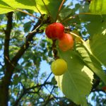 dozrievajúce čerešne na strome