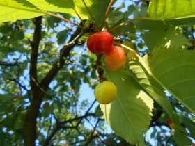 dozrievajúce čerešne na strome
