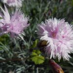 kvety ružové karafiáty v záhrade