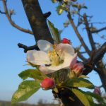 Kvet jablone na strome v západe slnka