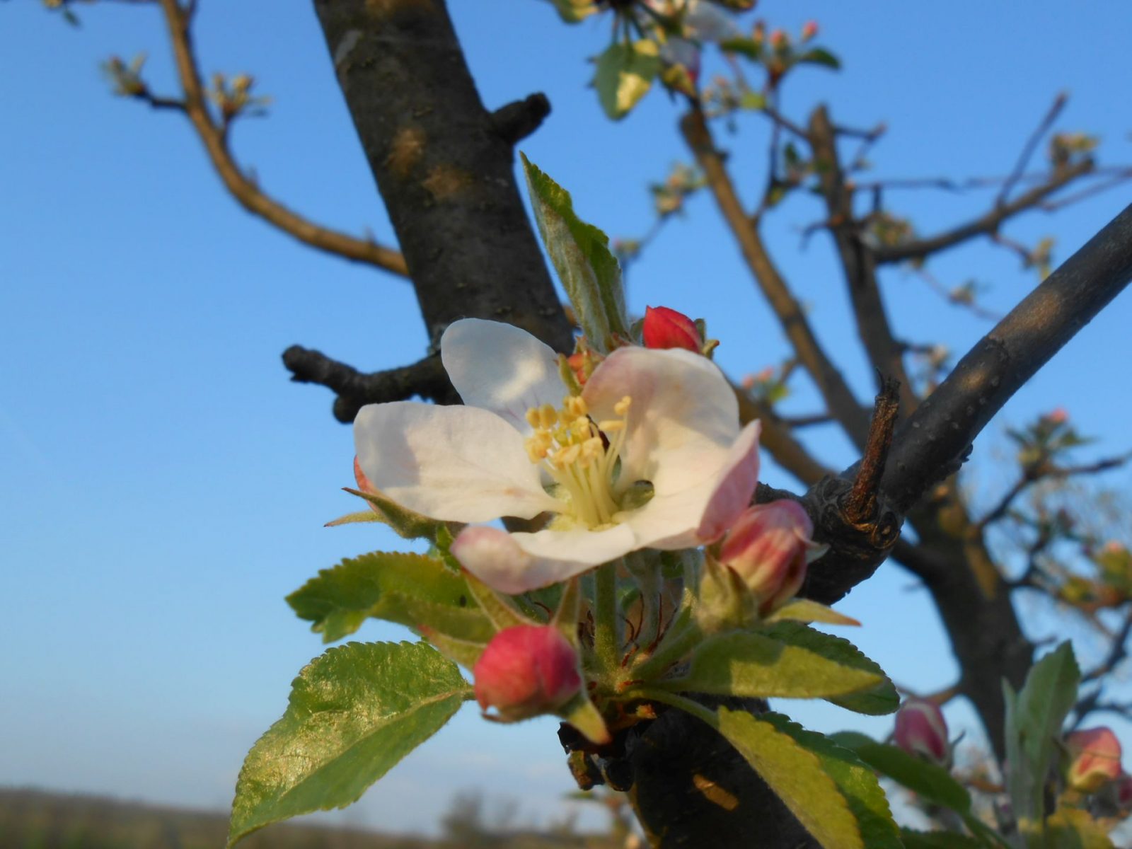 Kvet jablone na strome v západe slnka