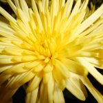 žltý kvet - detail