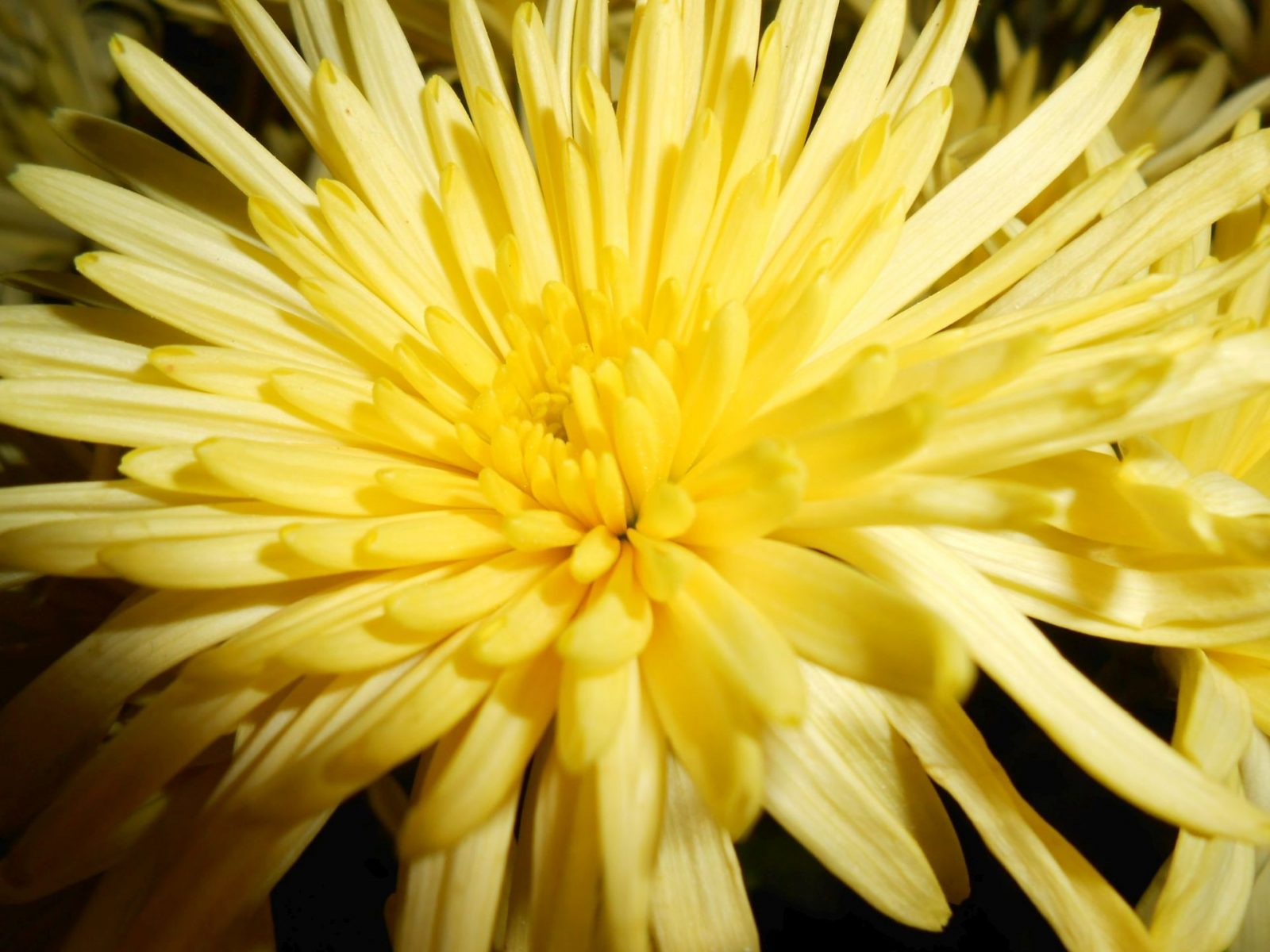 žltý kvet - detail