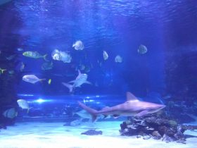 Ryby v morskom akváriu v Budapešti