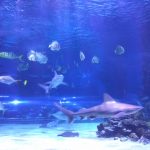 Ryby v morskom akváriu v Budapešti