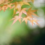 kvapky dažďa na listoch stromu