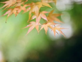 kvapky dažďa na listoch stromu