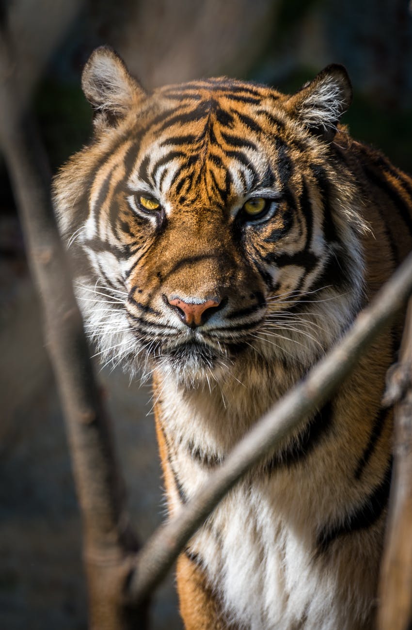 adult tiger