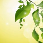 zelené lístie v lúčoch slnka