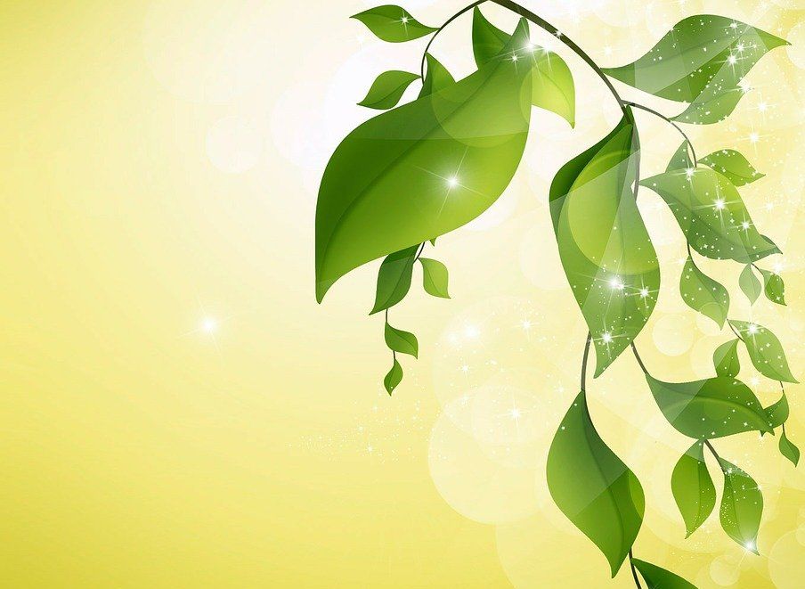 zelené lístie v lúčoch slnka